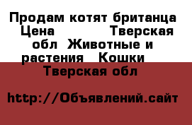 Продам котят британца › Цена ­ 2 000 - Тверская обл. Животные и растения » Кошки   . Тверская обл.